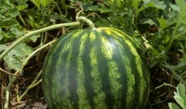 今日吃瓜热门大瓜每日更新,紧跟热门大瓜，揭秘娱乐圈最新动态